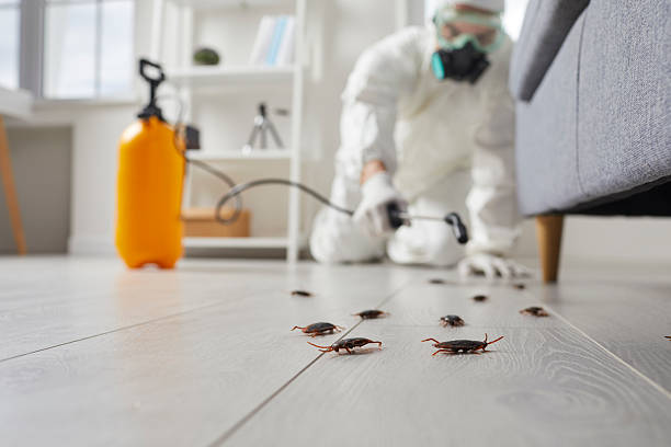 Post-Treatment Bed Bug Interceptor Monitoring in Sale Creek